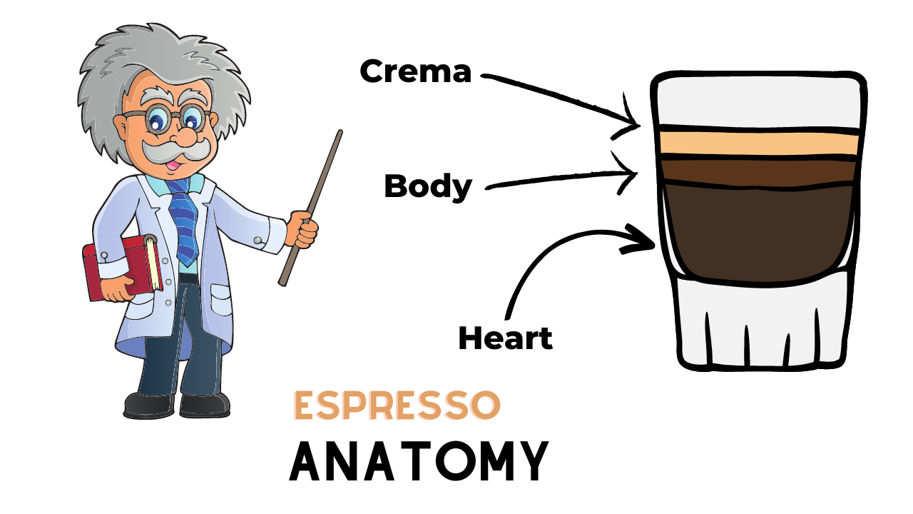 espresso anatomy chart